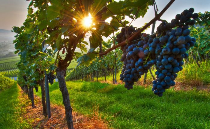 wine tours